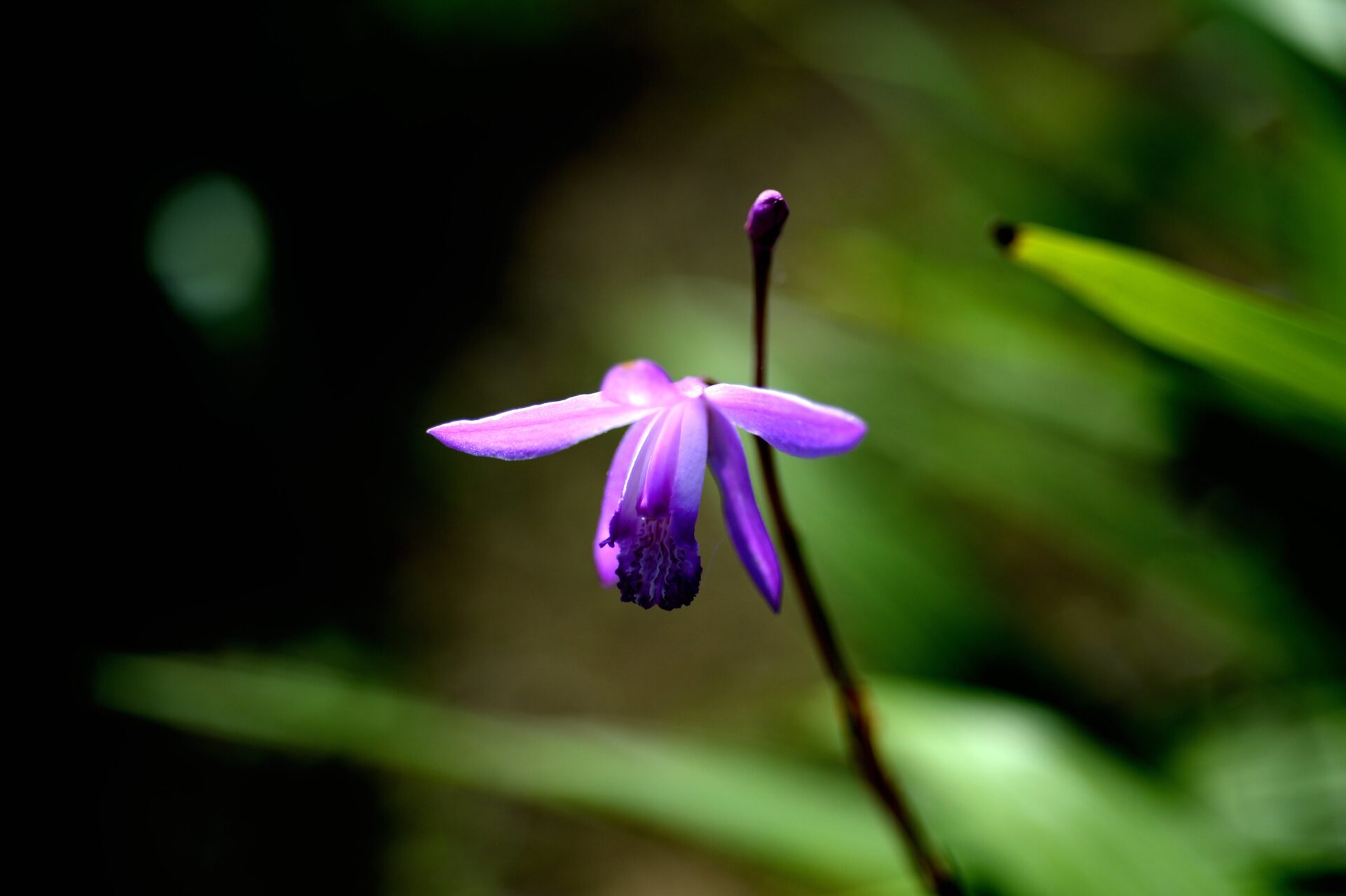 花　単焦点レンズ