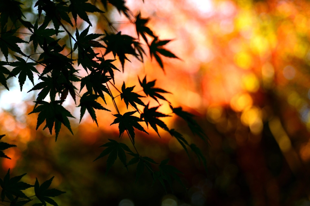 写真　紅葉