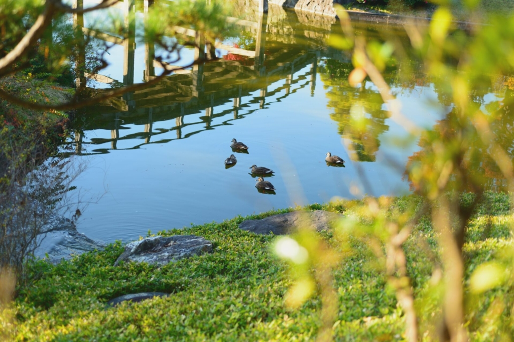 日本庭園　カモ