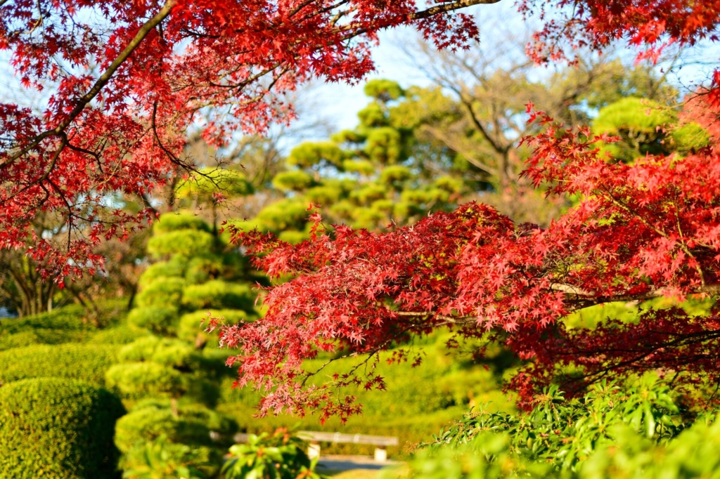 日本庭園　紅葉