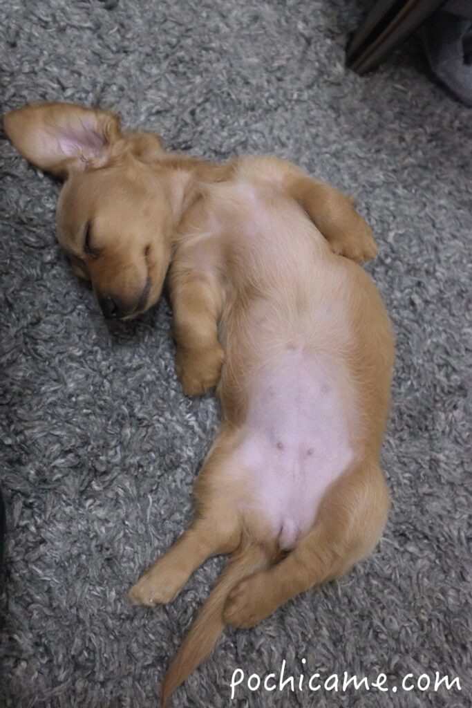 ミニチュアダックスフンド 寝顔