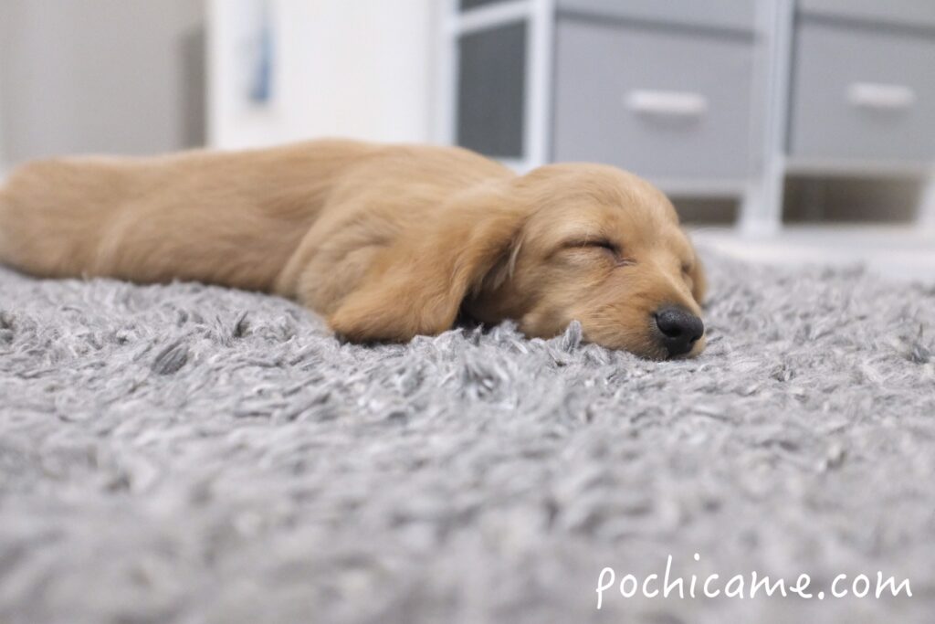 ミニチュアダックスフンド 寝顔