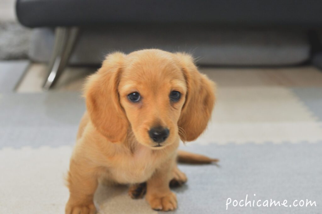 ミニチュアダックスフンド 留守番