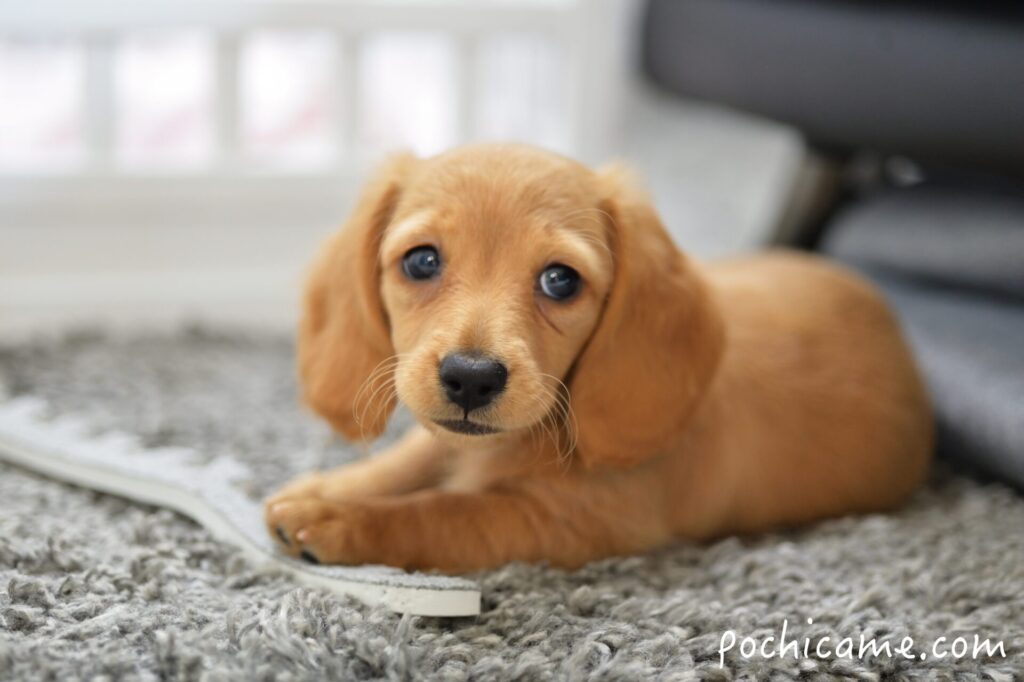 ミニチュアダックスフンド ゴールド ひまわり