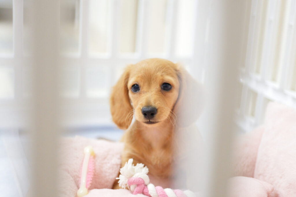 ミニチュアダックスフンド　ゴールド