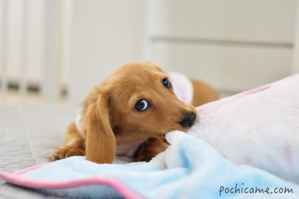 ひまわり　乳歯から永久歯へ