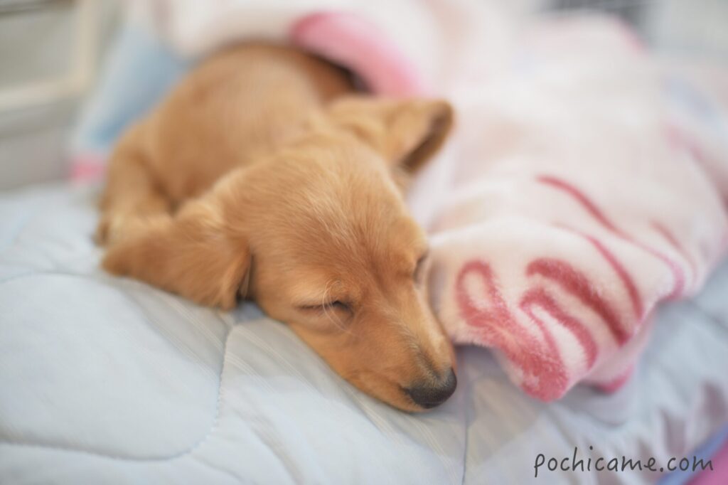 永久歯　デンタルケア