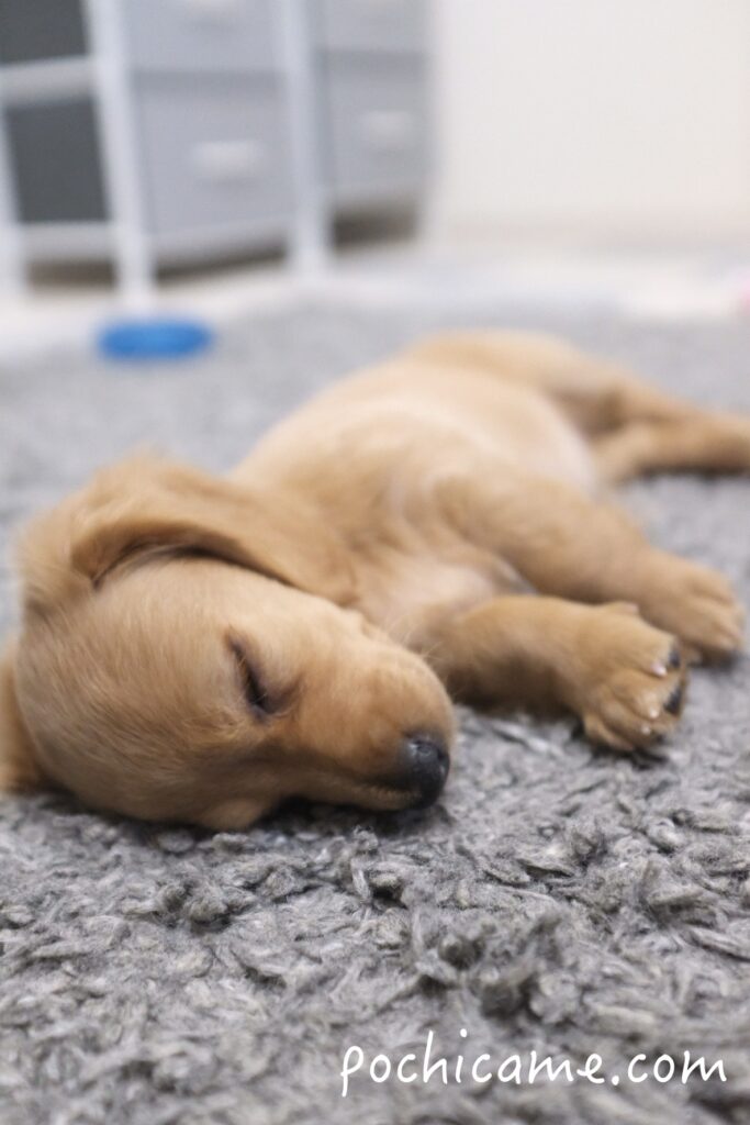 ミニチュアダックスフンド 寝顔