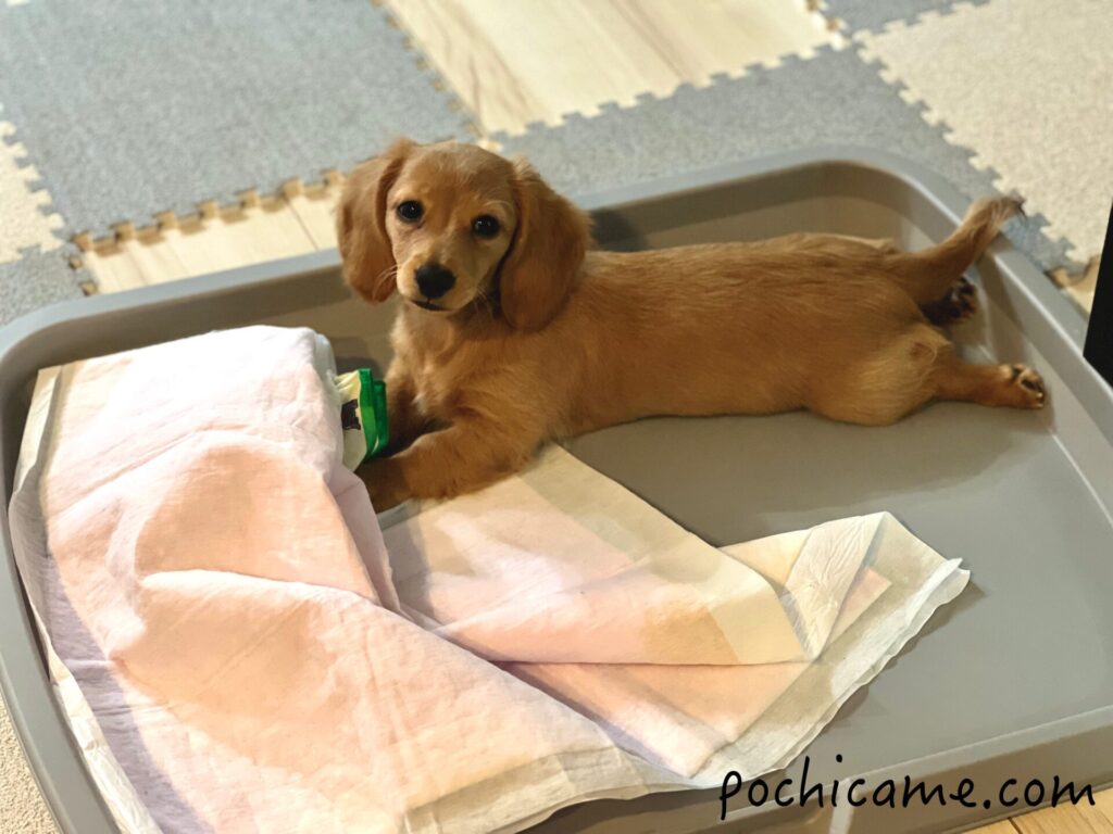 家で暴れるミニチュアダックスフンド