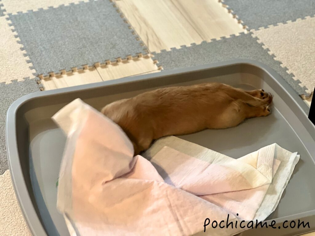 家で暴れるミニチュアダックスフンド