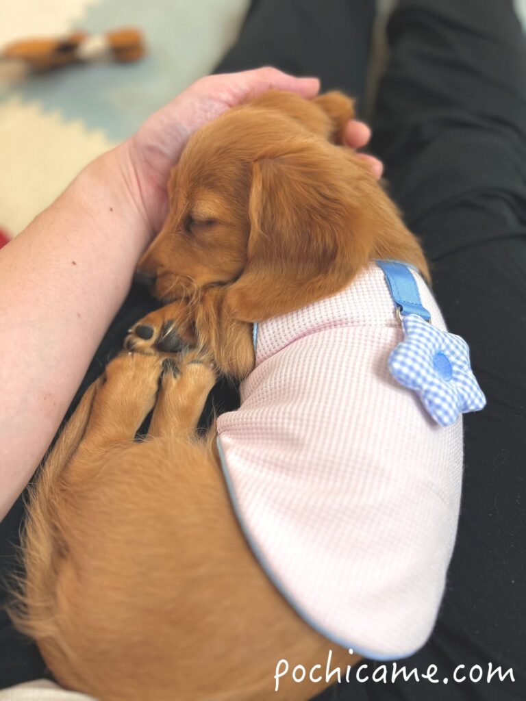 ミニチュアダックスフンド 膝の上