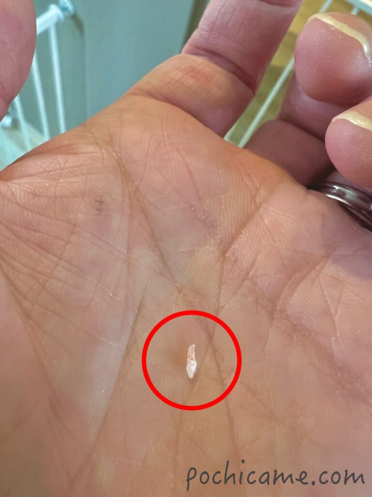 ミニチュアダックス　ひまわり　乳歯が抜けた