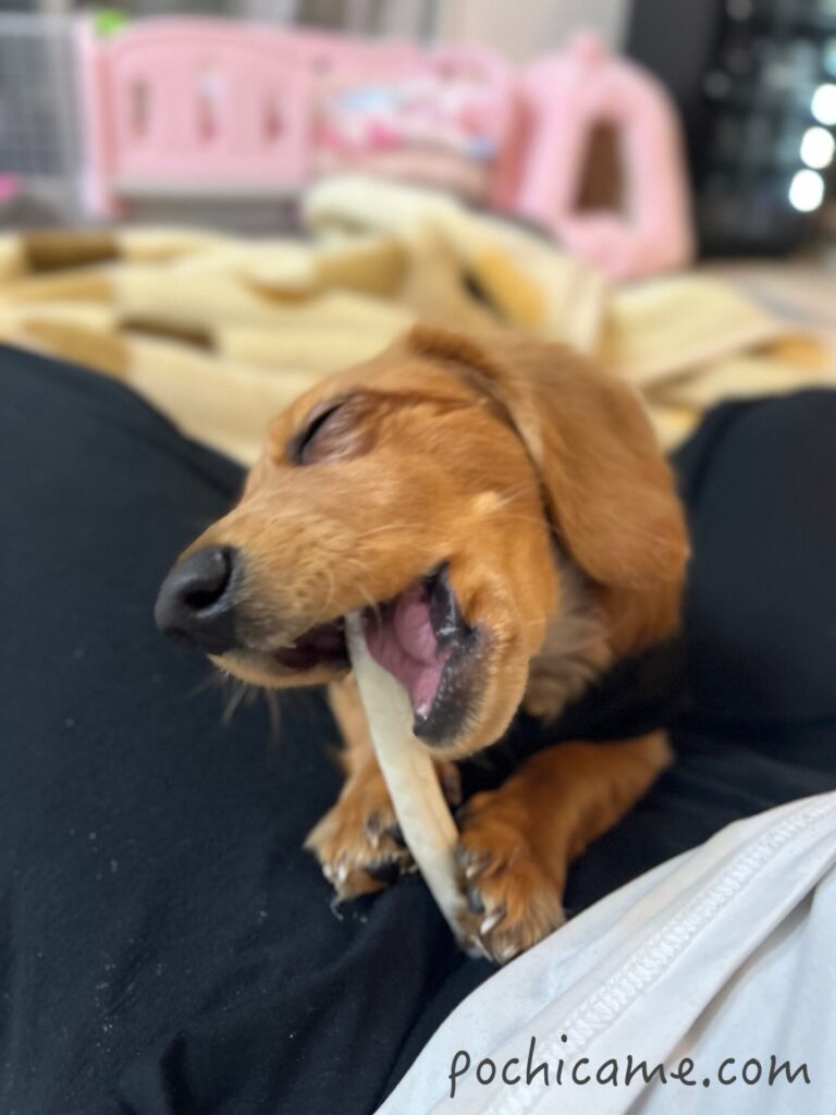 いつの間にか抜けていた乳歯