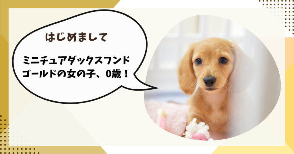 ミニチュアダックスフンド　ゴールドをお迎え
