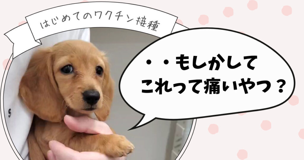 ミニチュアダックスフンド　ひまわり　はじめてのワクチン接種