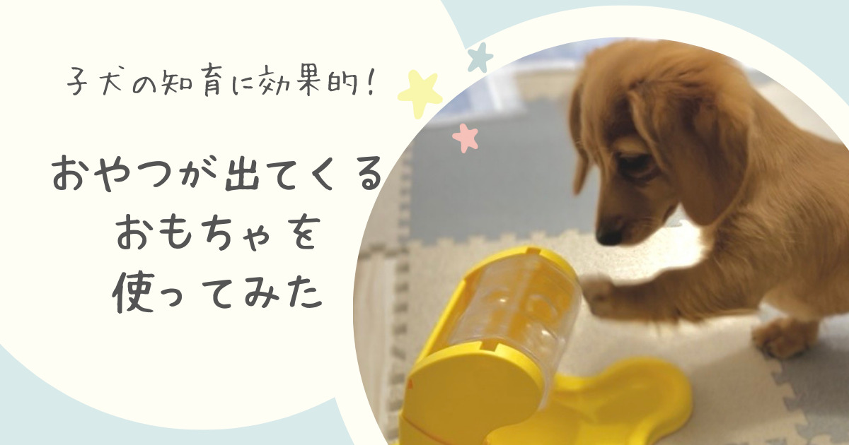 でるでる自飯軌　おやつが出てくるおもちゃを使ってみた