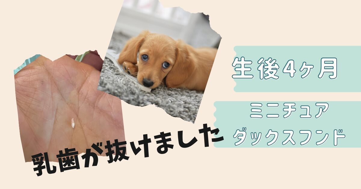 ミニチュアダックスフンド　生後4ヶ月　乳歯が抜けた