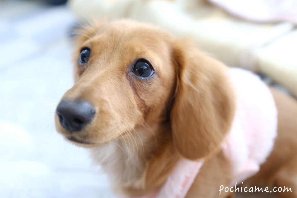 目元クリーナー使用前