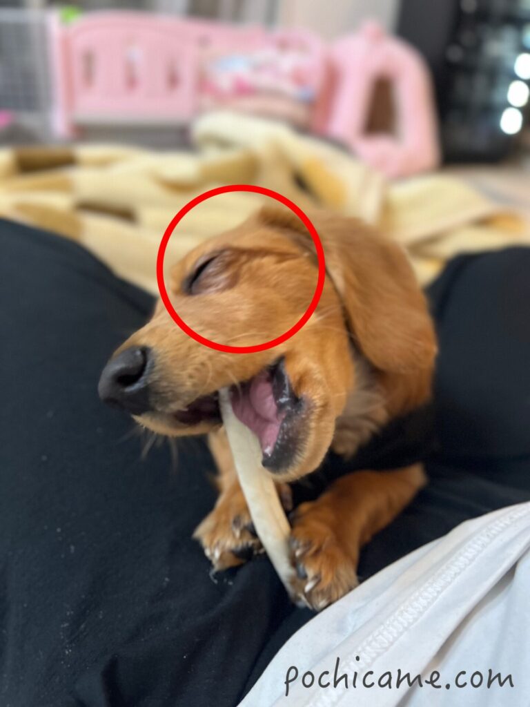 ミニチュアダックスフンド　涙あと