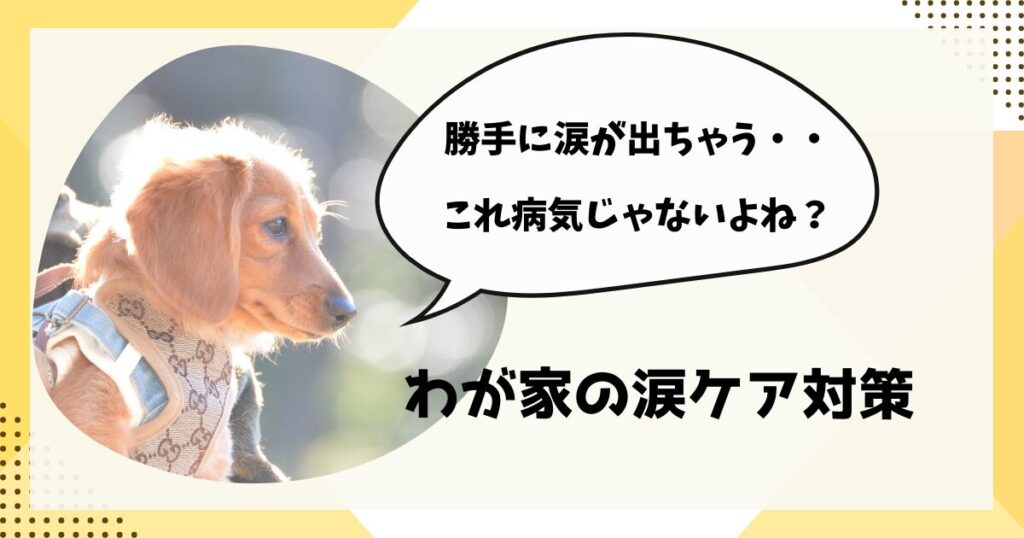 ミニチュアダックス　涙が出る　原因と対策