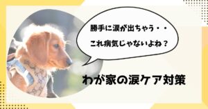 ミニチュアダックス　涙が出る　原因と対策