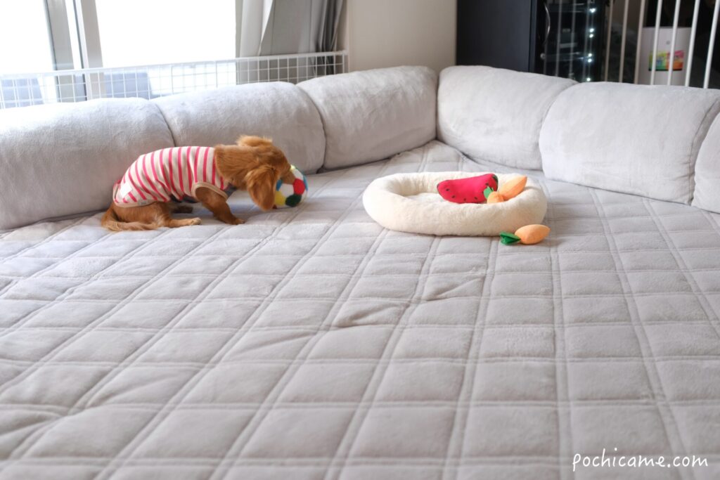 ラグマットで遊ぶミニチュアダックスフンド