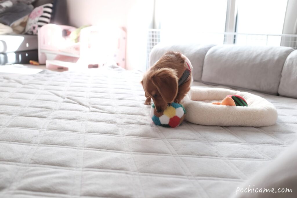 ラグマットで遊ぶミニチュアダックスフンド