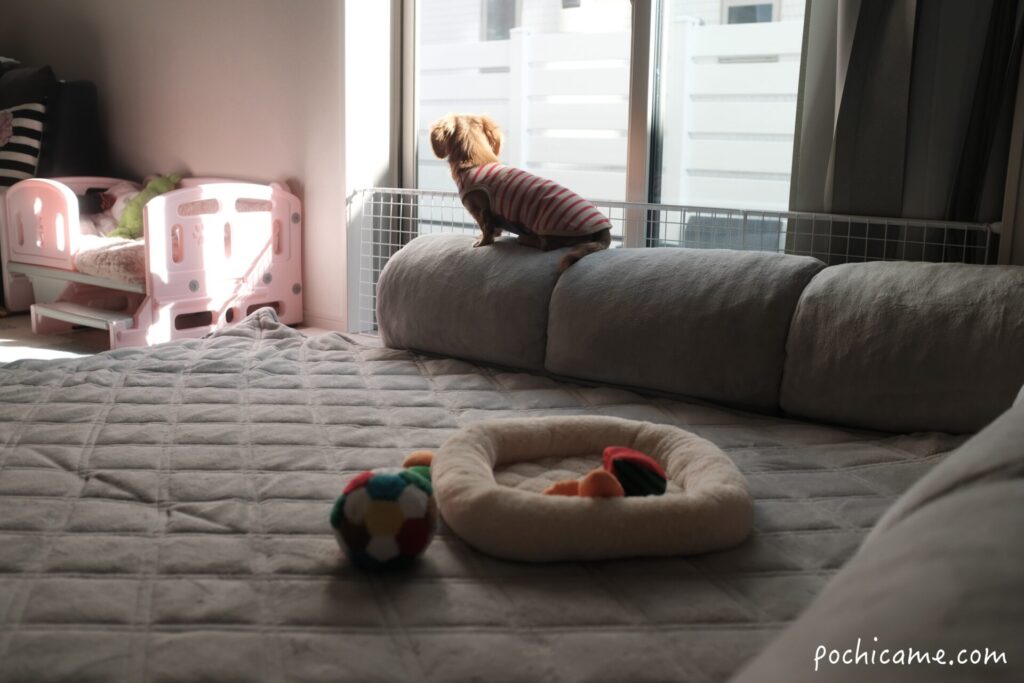 ソファーの上でたそがれるダックス