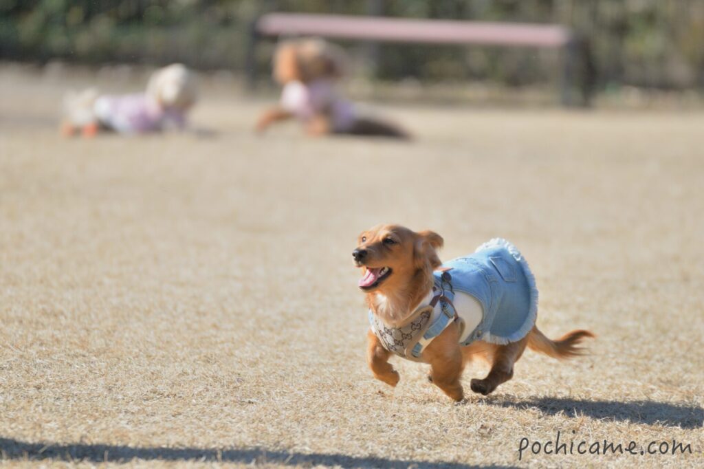 ドッグラン 連れて行くべきか