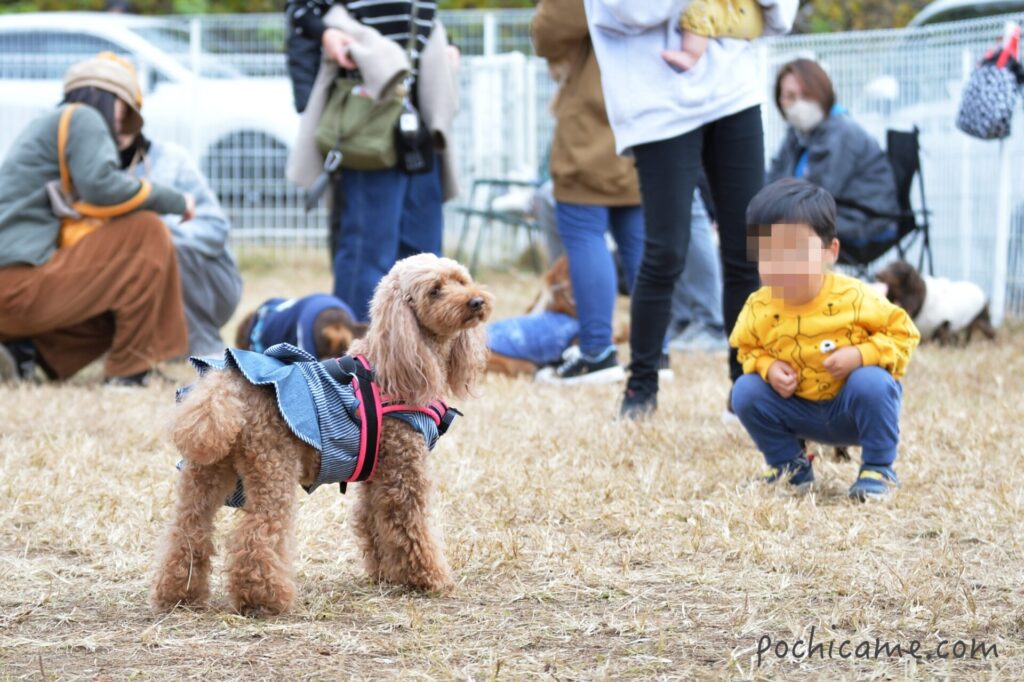 ドッグラン 毛呂山