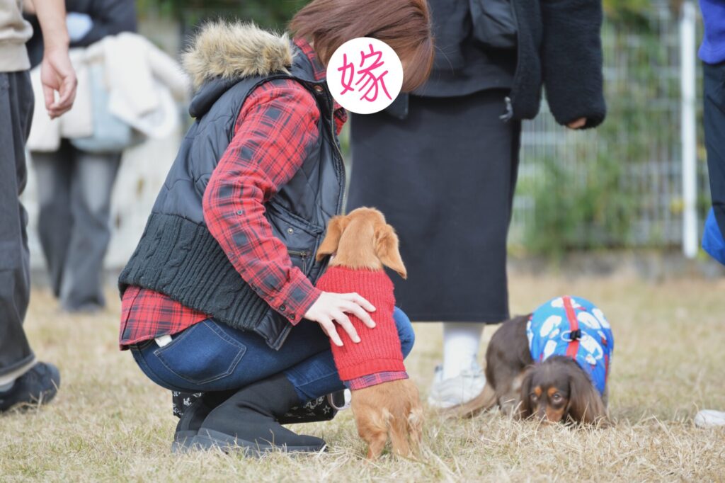 ミニチュアダックス ひまわり ドッグラン