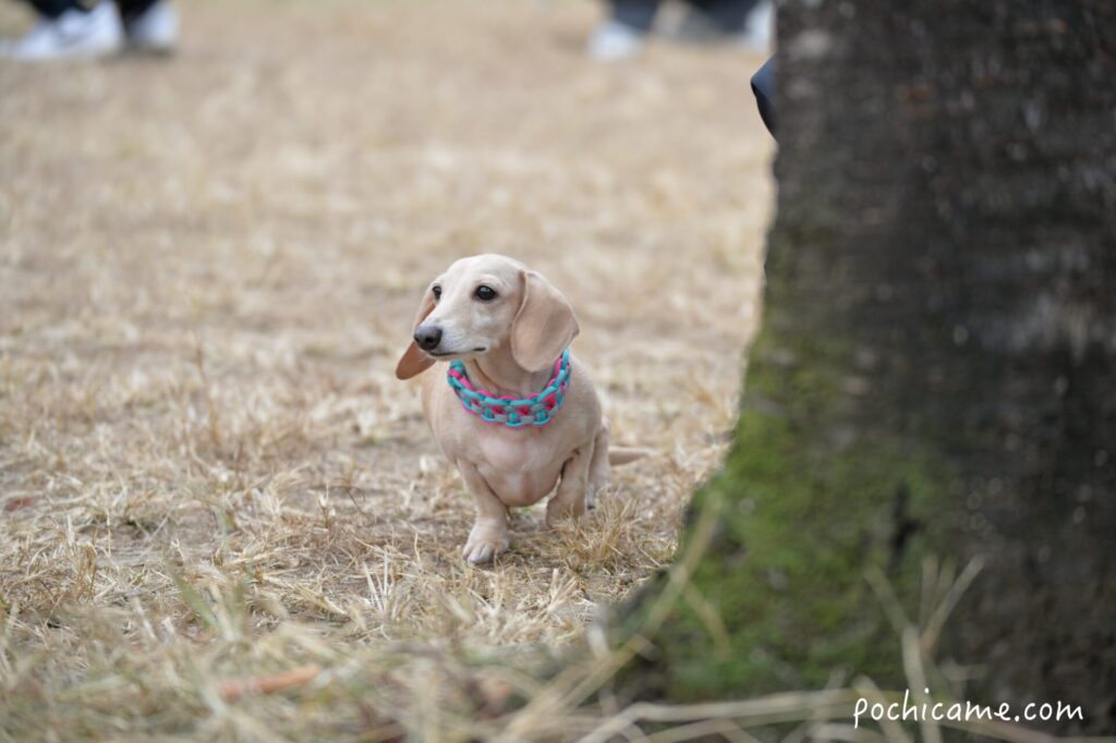 ドッグラン 毛呂山