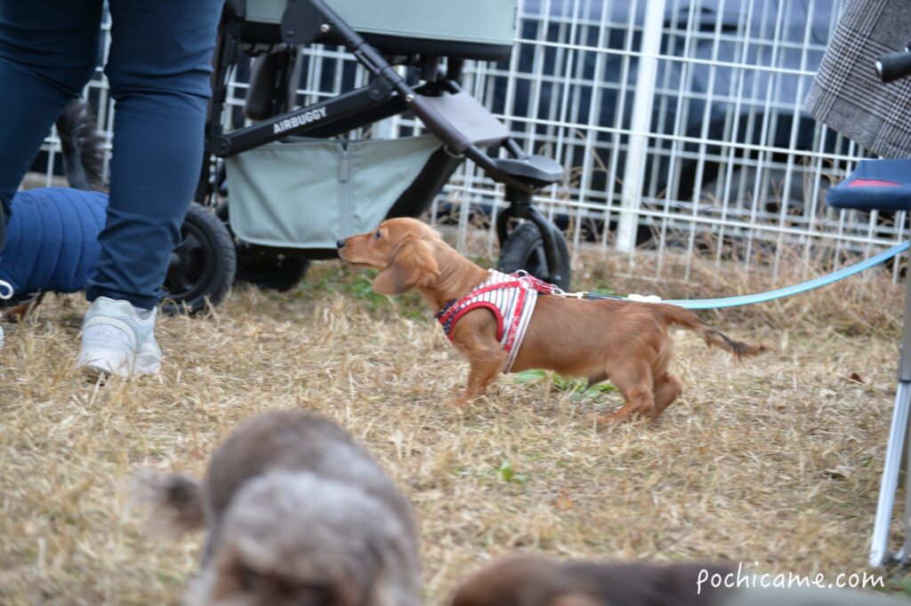 ドッグラン 毛呂山