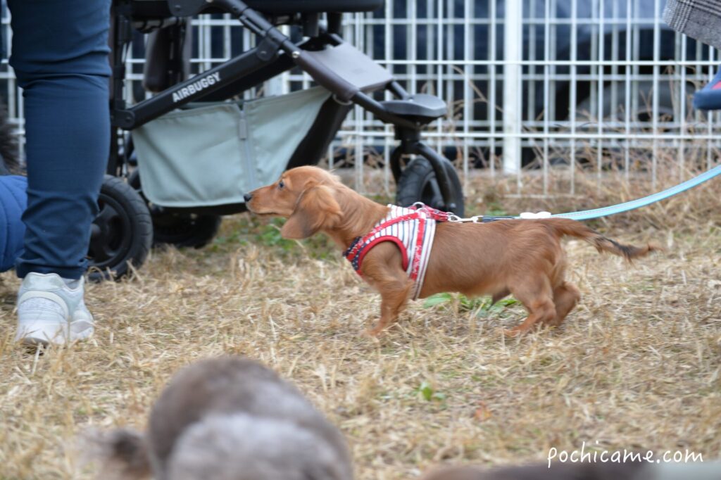 ミニチュアダックス　ドッグラン