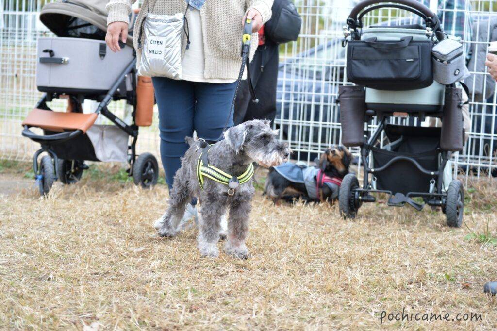 ドッグラン 毛呂山