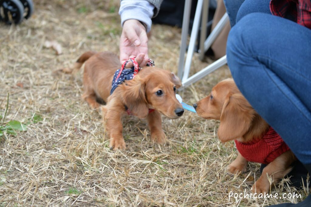 ミニチュアダックスフンド 兄妹 ドッグラン