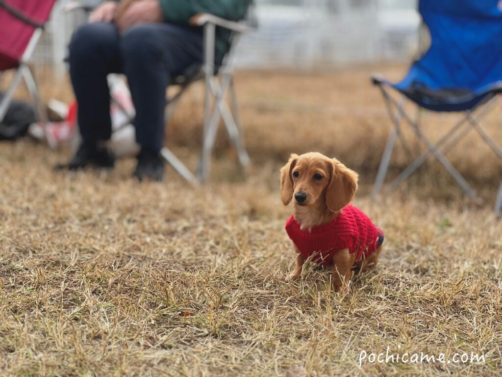 ミニチュアダックス ひまわり ドッグラン