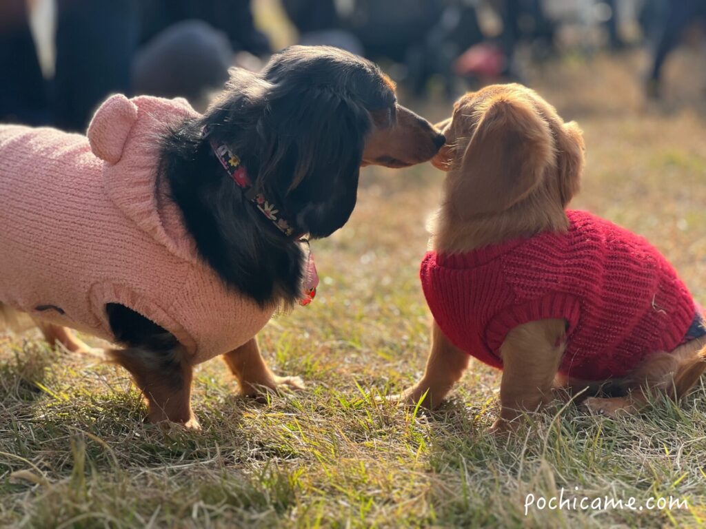 ミニチュアダックス ひまわり ドッグラン