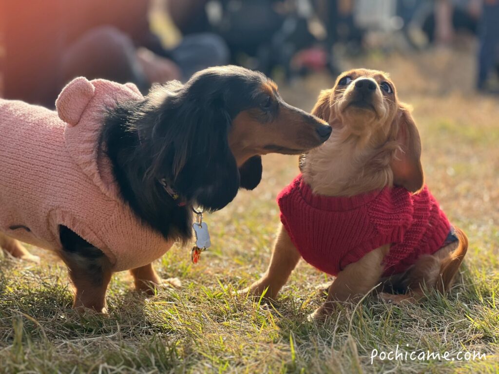 ミニチュアダックス ひまわり ドッグラン