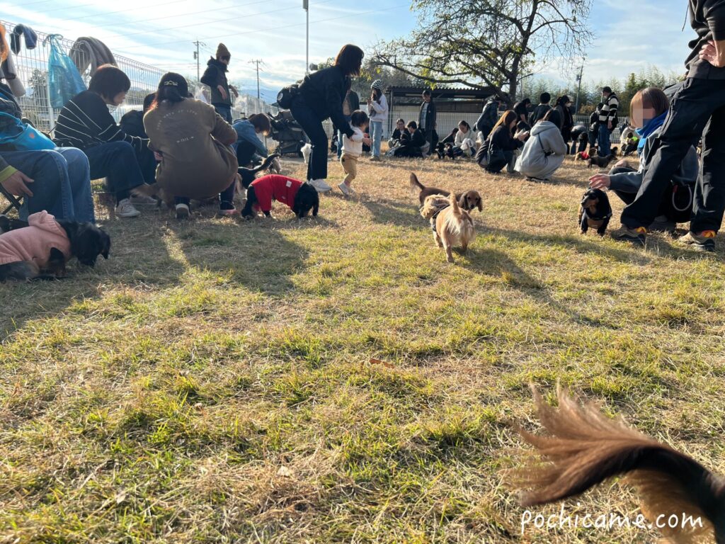 ドッグラン 毛呂山