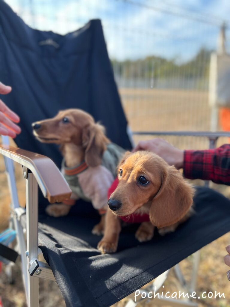 ミニチュアダックスフンド 兄妹 ドッグラン