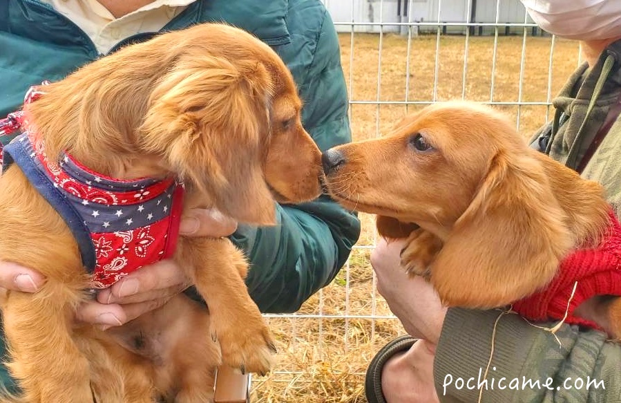 ミニチュアダックスフンド 兄妹 ドッグラン