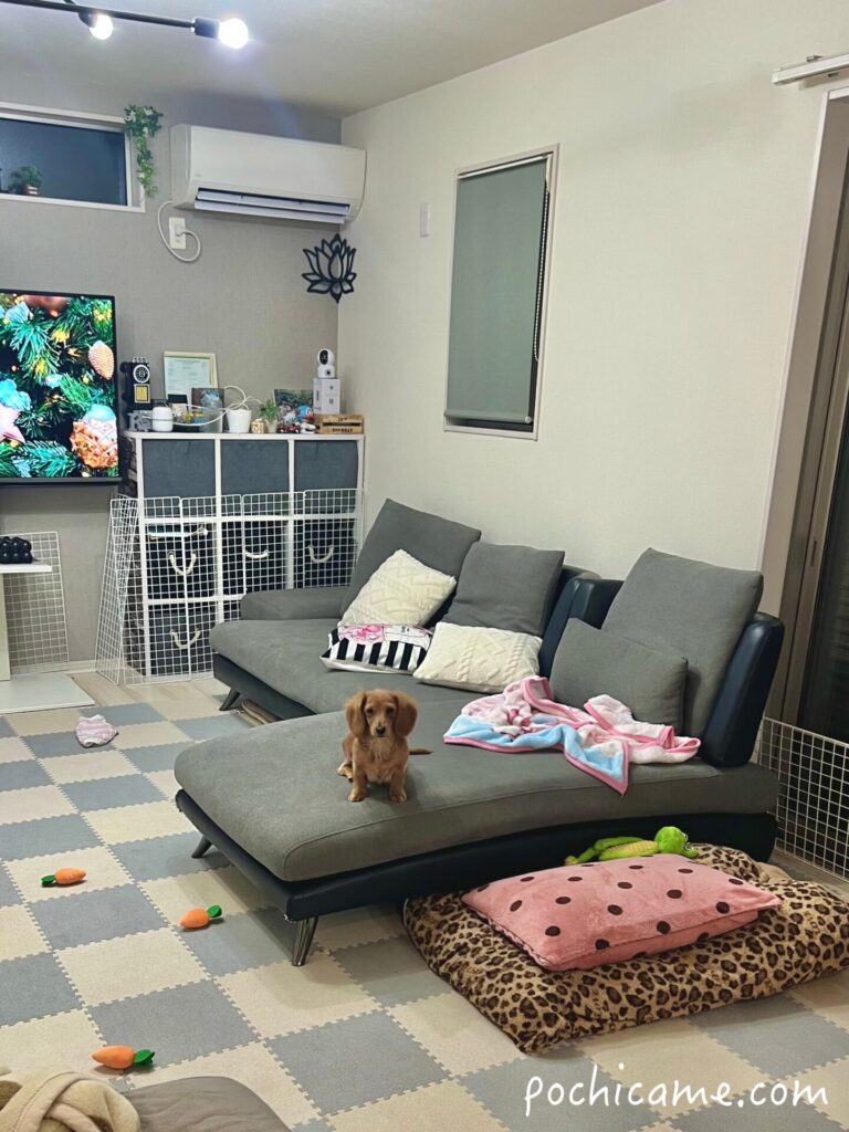 今まで使っていたソファー　ミニチュアダックス