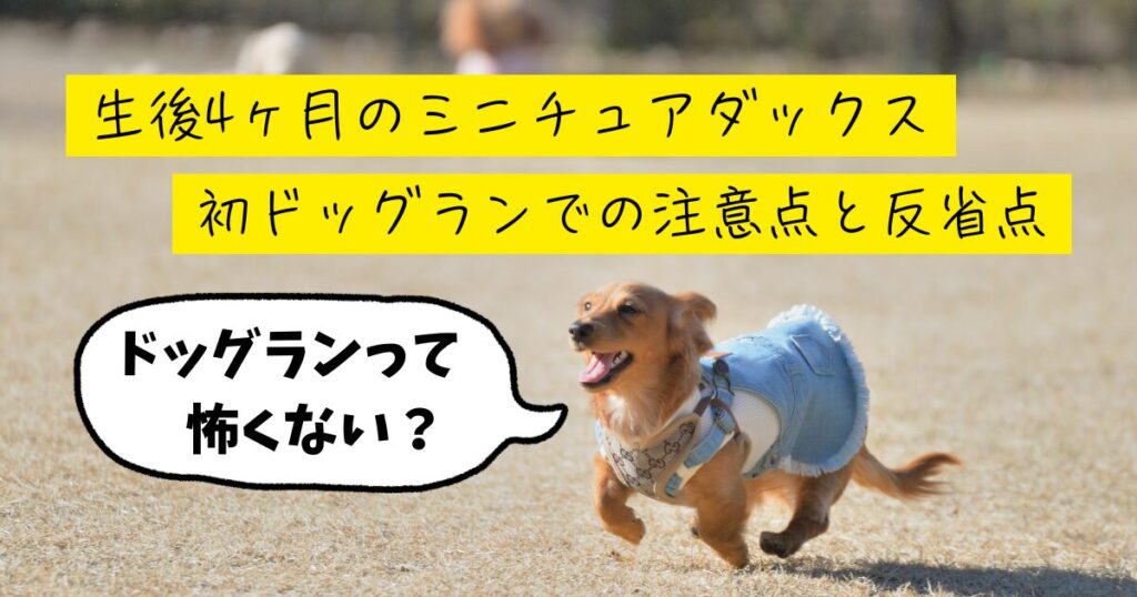 生後4ヶ月　ミニチュアダックスフンド　ドッグラン