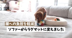 ミニチュアダックス 腰への負担軽減 ソファーからラグマッチへ買い替え
