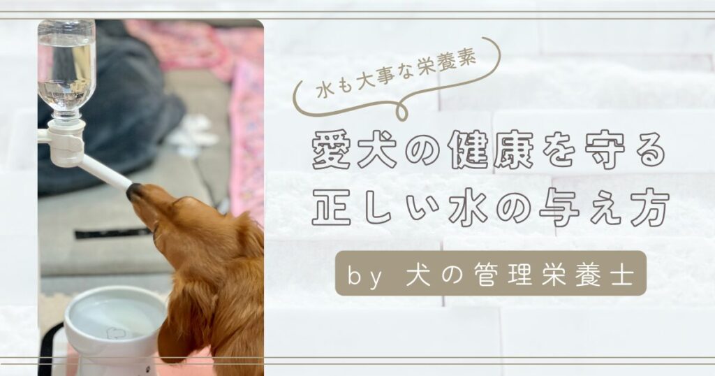 犬の水の与え方　アイキャッチ