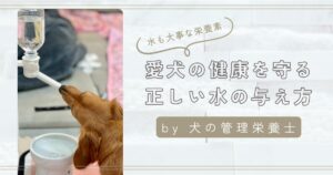 犬の水の与え方 アイキャッチ