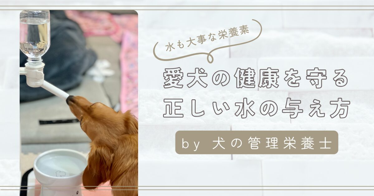 犬の水の与え方　アイキャッチ